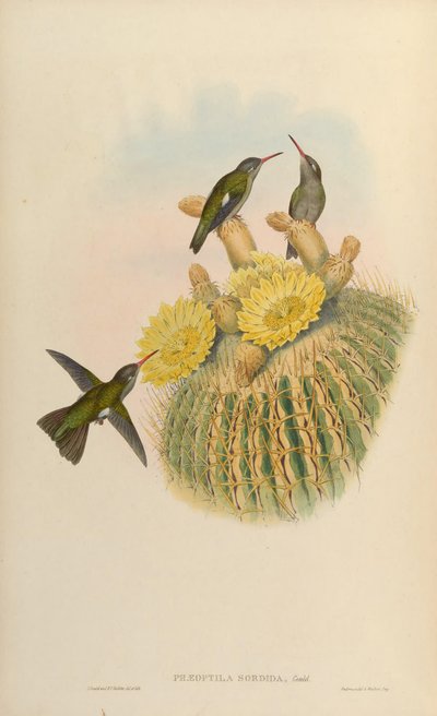 Phaeoptila sordida = Cynanthus sordidus by John Gould